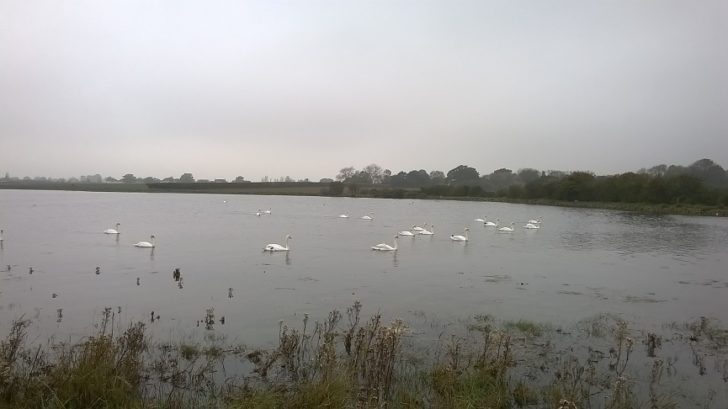 Swans on a grey day floating on an inlet in Chichester Harbour