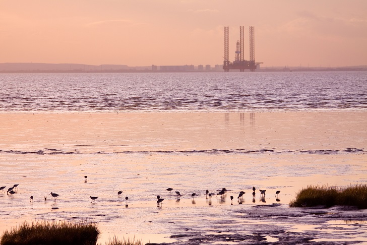 Feeding birds on mudflats of Humber estuary at dusk