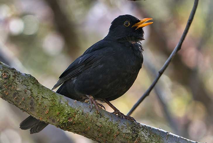 A singing black bird with a bright orange beak