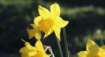 Bright yellow daffodil heads