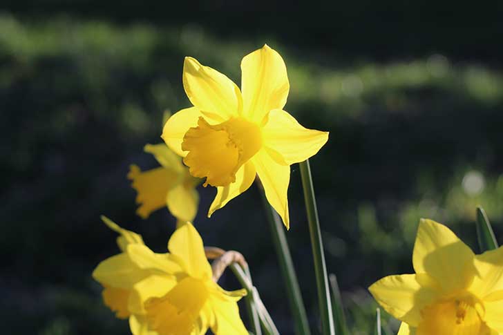 Bright yellow daffodil heads