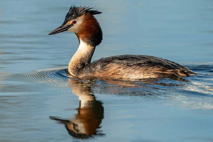 A duck-like bird on the water with a tufted head