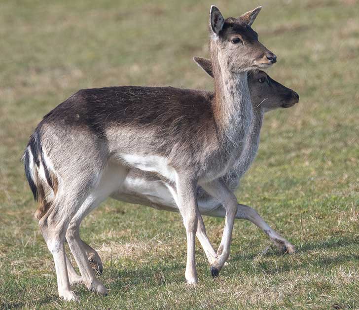 Two brown-grey deer