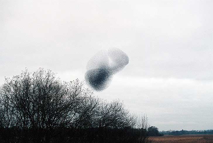 A large flock of starlings forming shapes in the air