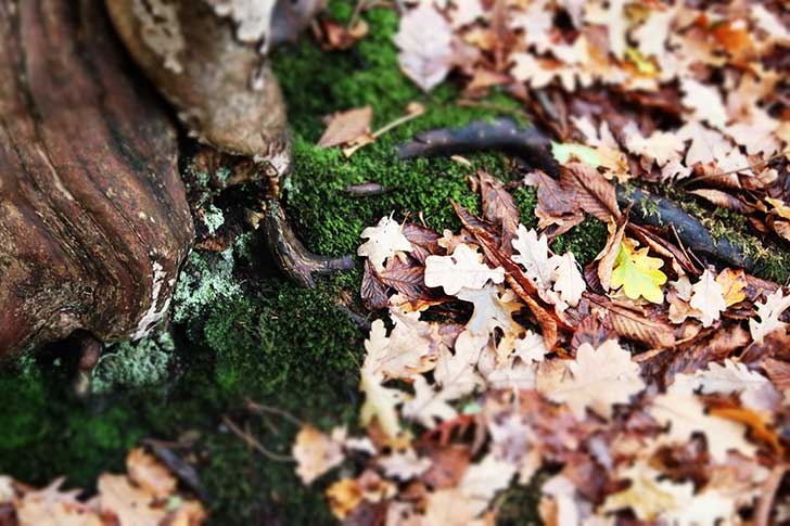 Tree roots and autumnal leaves