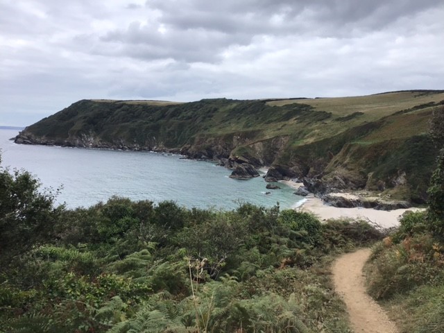 Sweeping bay with pale sand and high cliffs dark green with foliage on a grey day seen from the top of a path