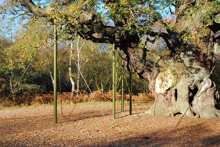 Supported oak with autumn leaves and forest in background