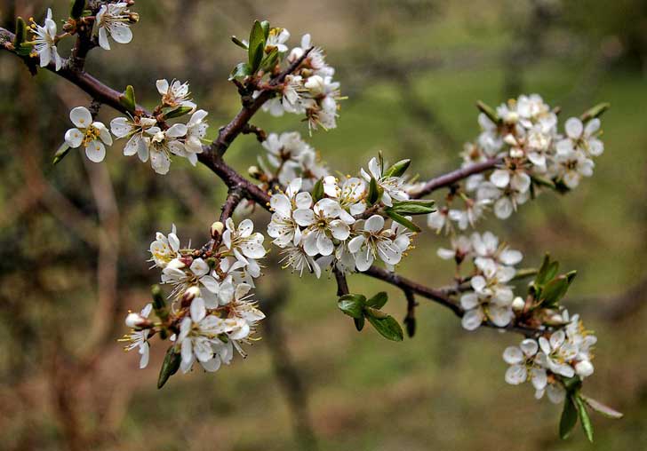 White blossom flowers on a brown branch
