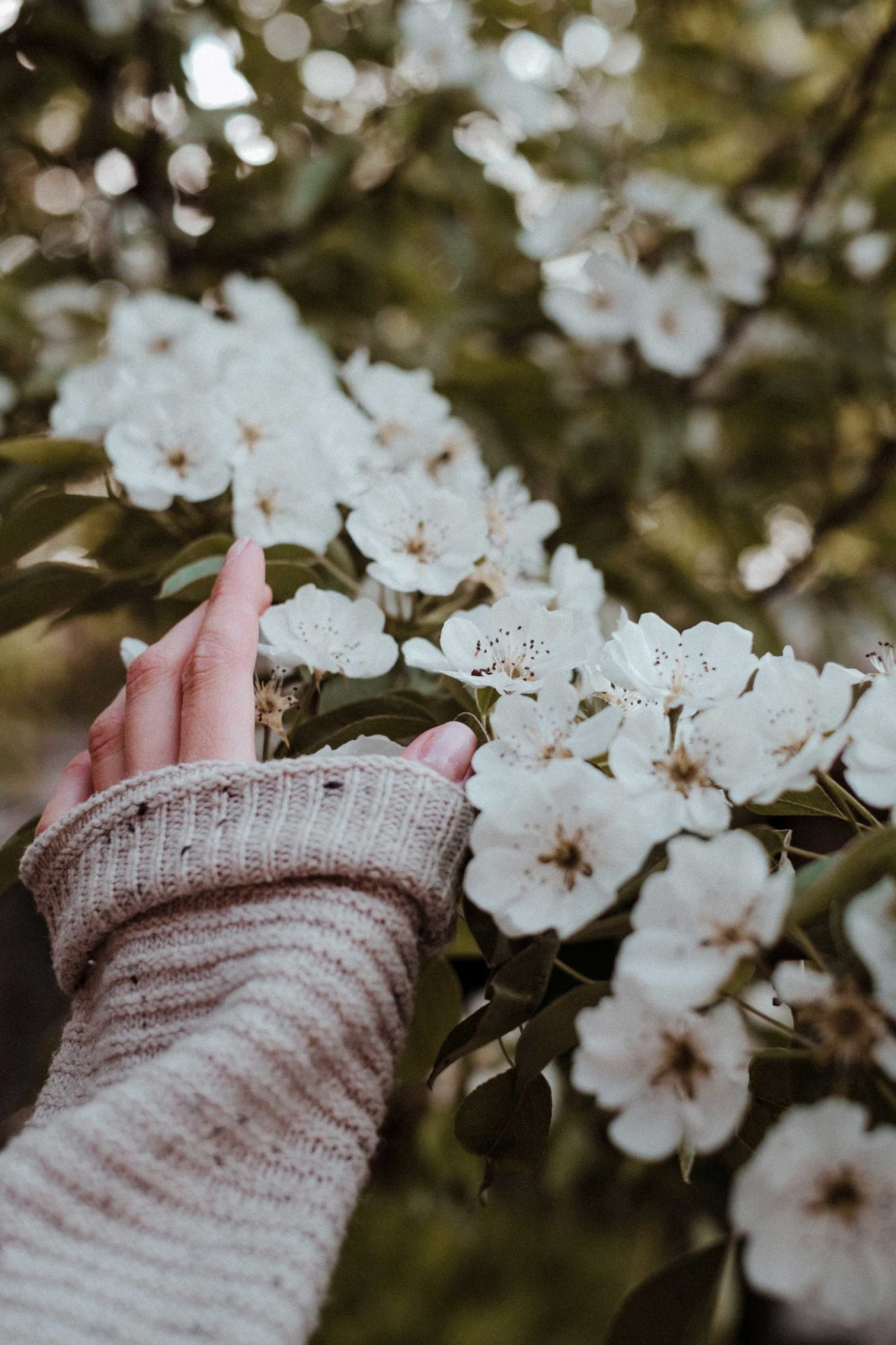 A hand touches big white spring blossoms
