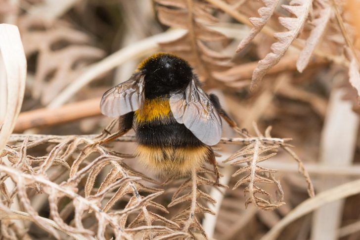 Bumble bee on bracken