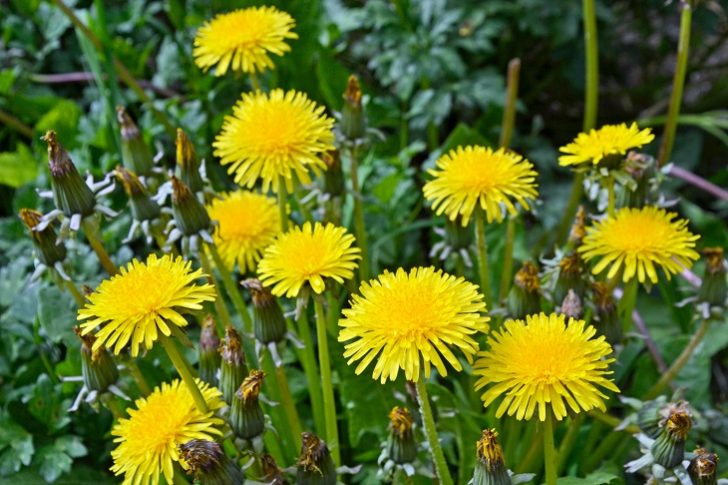 Dandelions in flower