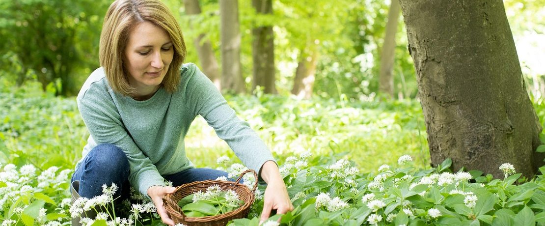 Young woman crouching to collect wild garlic in woodland on a sunny day.