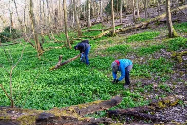 Two older people wearing kagoules and bending down to pick wild garlic leaves in woodland.