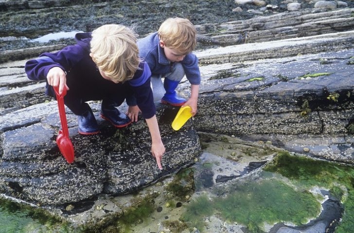 Two young blond boys with red and yellow trowels pointing into rockpool with limpets and seaweed.