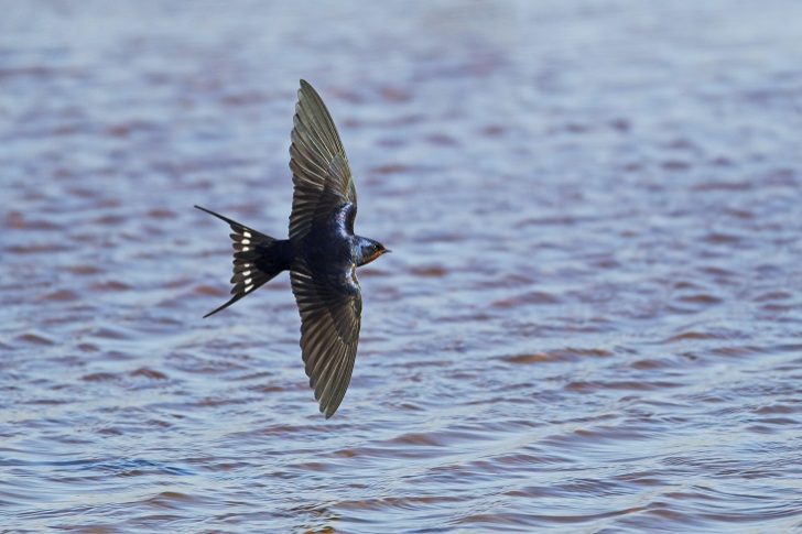 Swallow in flight over water.