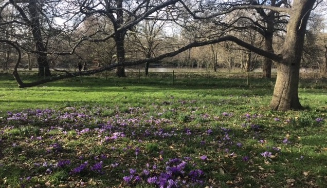 Purple crocuses in winter light with river in the background