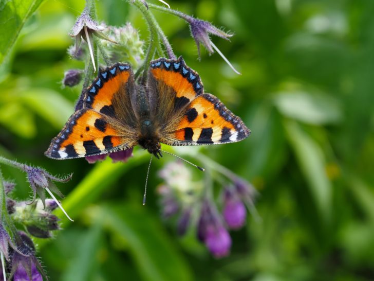 Orange, black and white butterfly on purple flower with wings spread