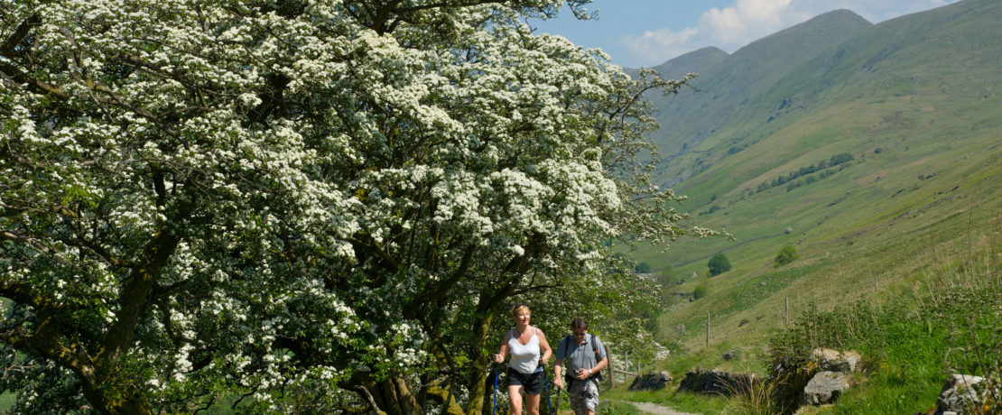 Two walkers in a path by huge hawthorn tree on path on sunny day.