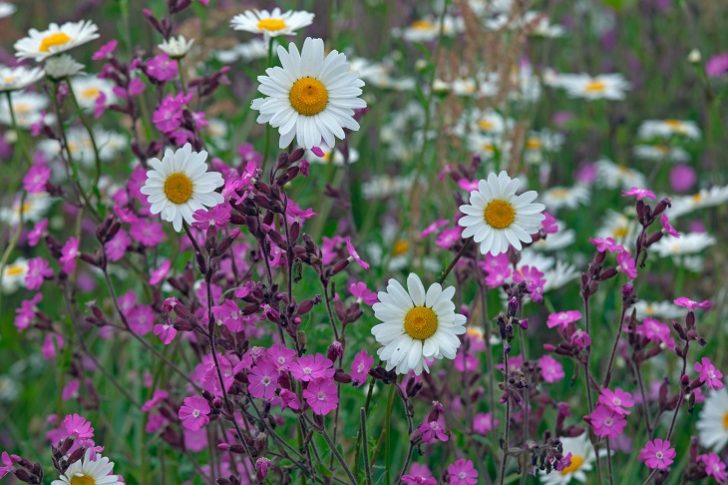 Close up of ox-eye daisies and red campion.