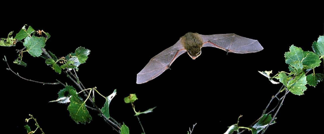 Pipistrelle bat flying at night.