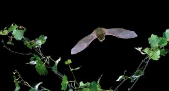 Pipistrelle bat flying at night.