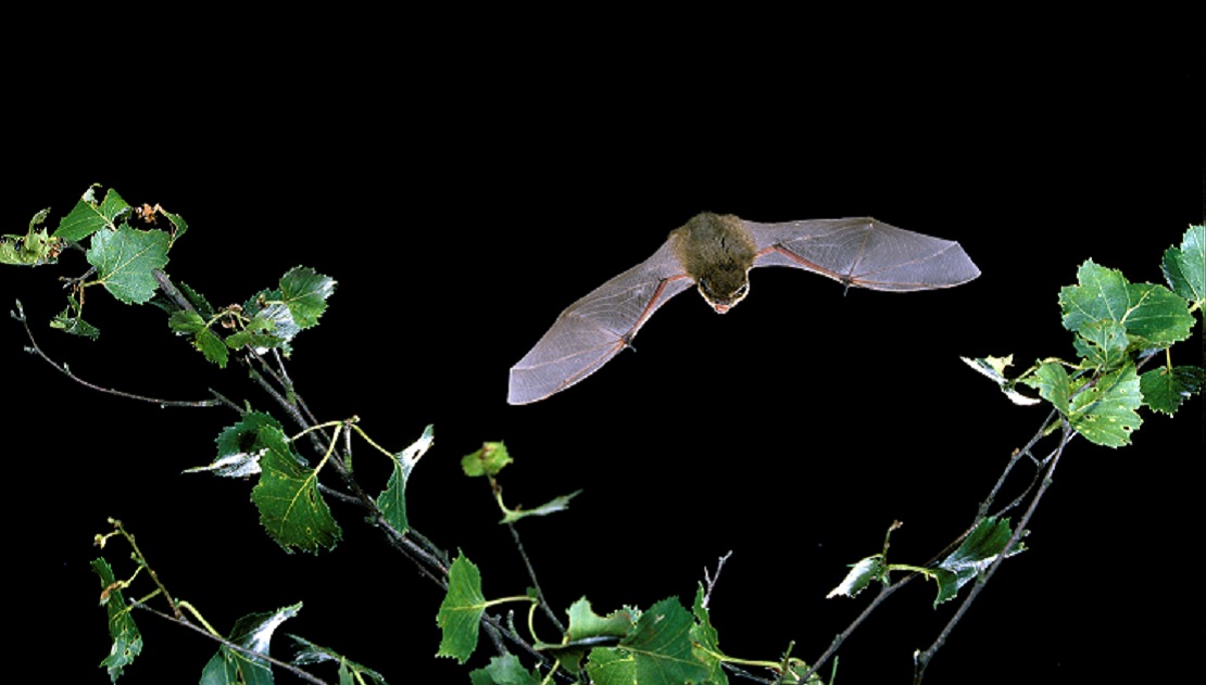 Pipistrelle bat flying at night.
