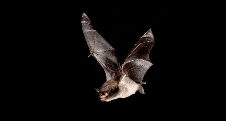 Bat with wings spread at night.