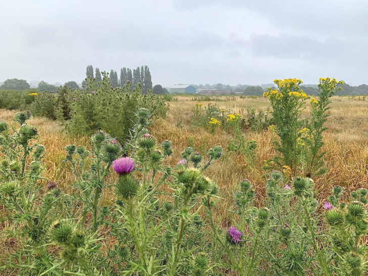 Wildflowers at Warren Farm