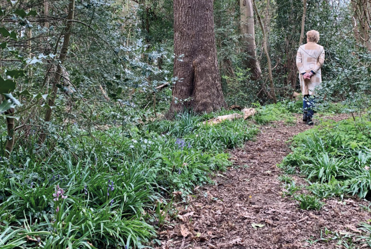 A view of Leach Grove Wood