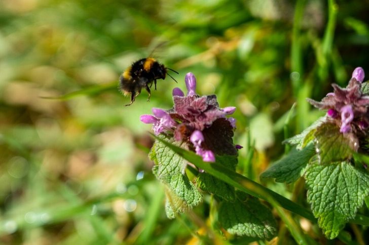 A bee flying away from some red dead nettle