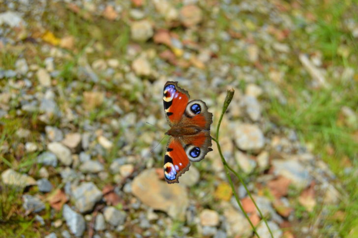 Peacock butterfly on a plant