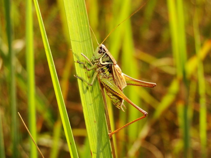 A cricket in long grass