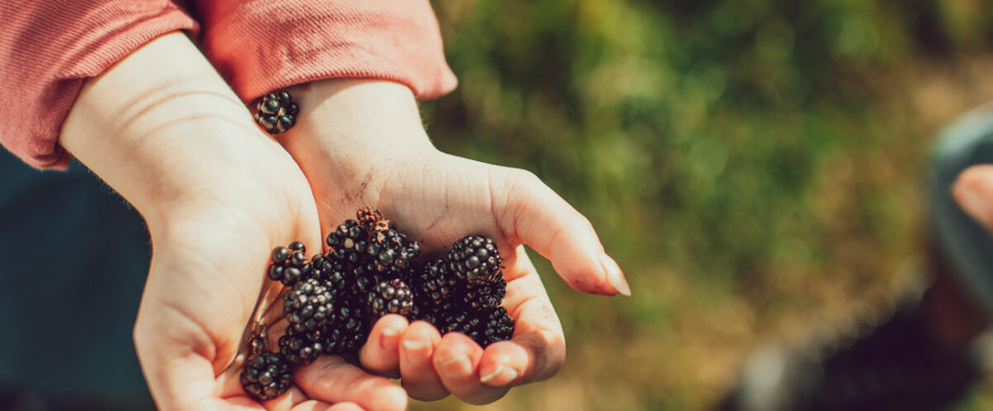 Close up of hands holding ripe blackberries