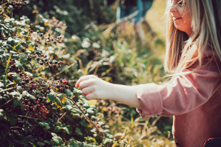 Young girl picking ripe blackberries on a family walk