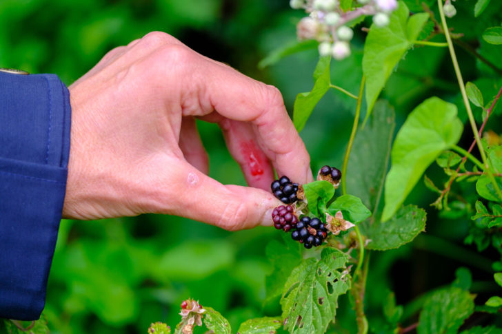 A hand picking a blackberry
