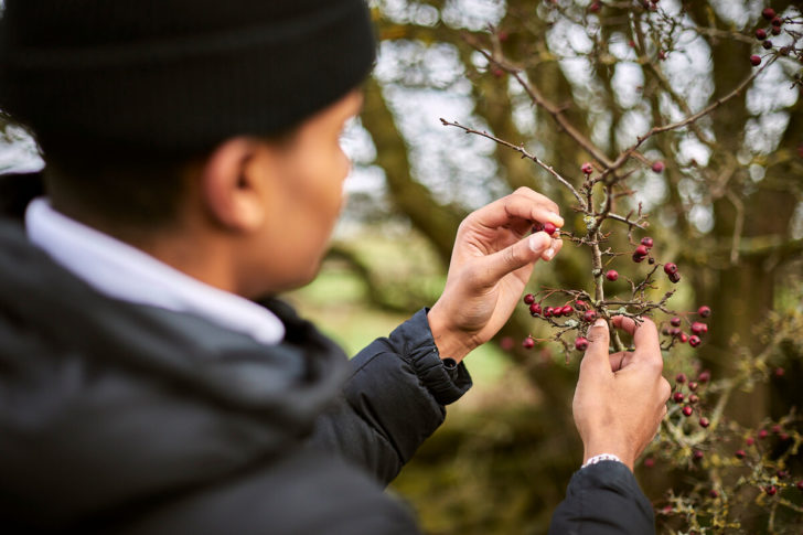 Man picking berry from hawthorn hedge