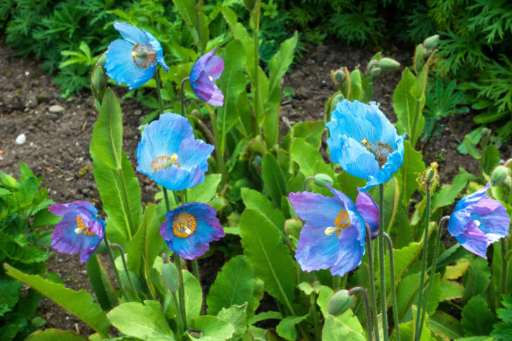 Himalayan Blue Poppies in full bloom