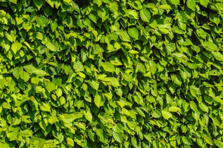 A green beech hedge full of leaves