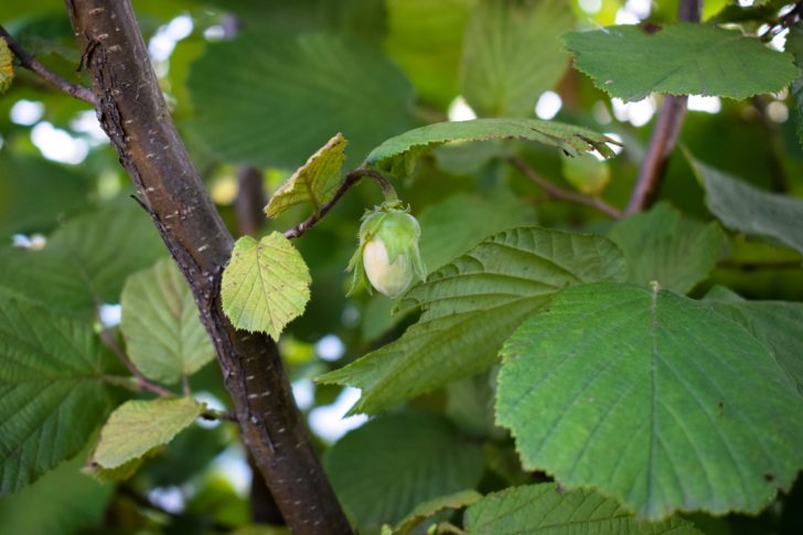 Green, unripe hazelnut on a tree