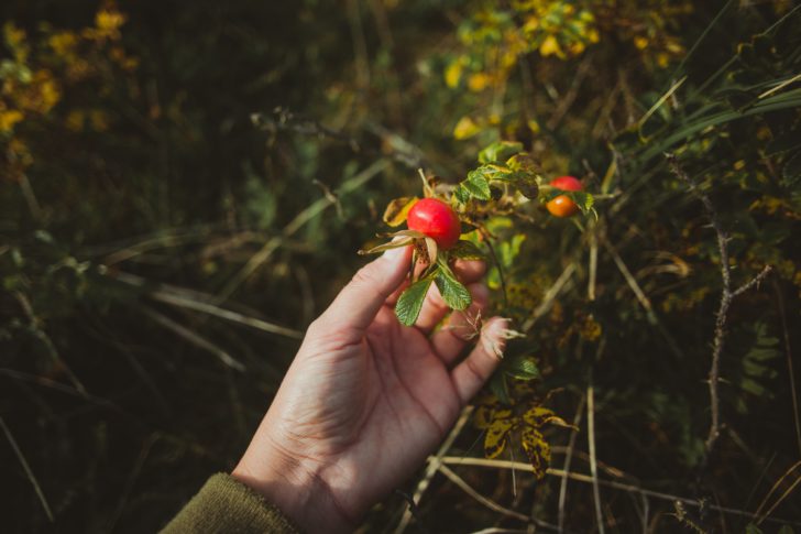 A hand reaching out to pick a red, ripe rosehip
