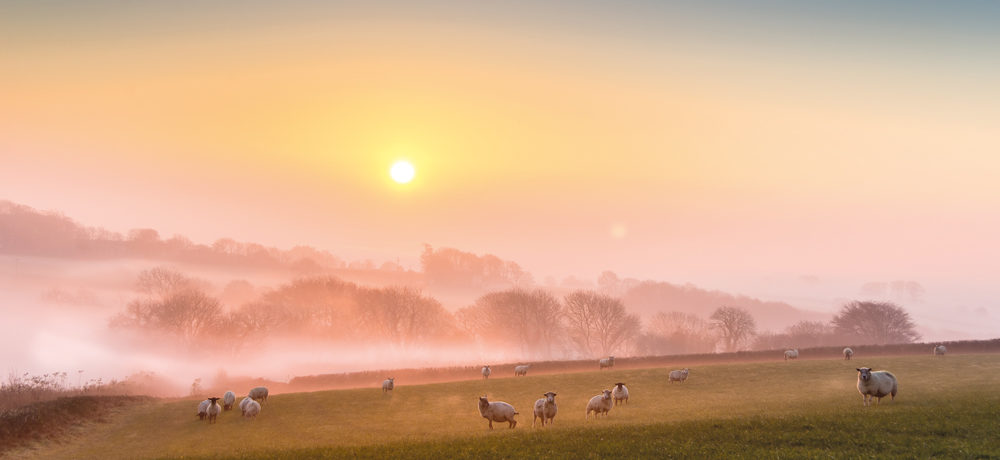 A low sun over misty fields with sheep