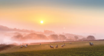 A low sun over misty fields with sheep