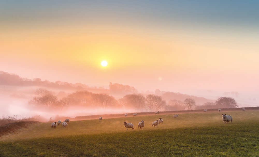 A low sun over misty fields with sheep