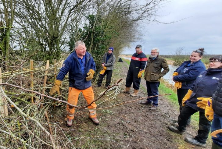 A hedgelaying training session in Northamptonshire on a grey day