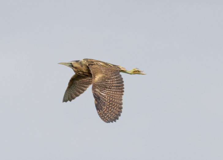 Bittern in flight