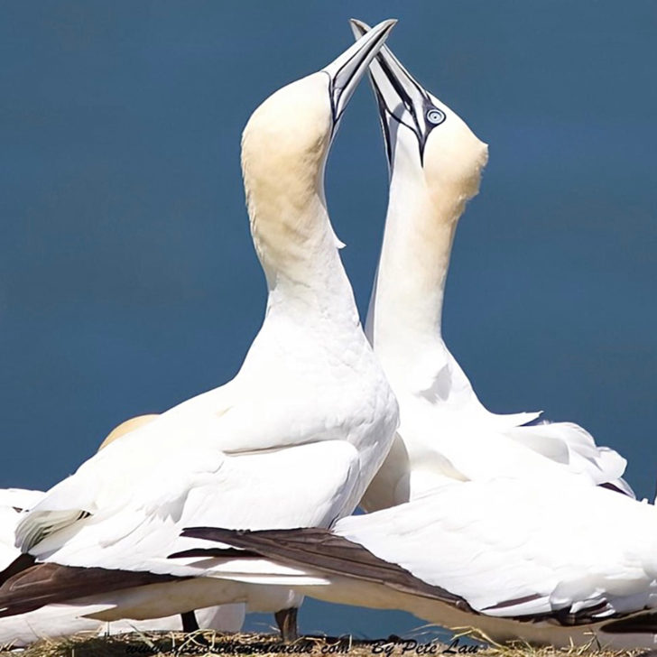 A pair of gannets at Bempton Cliffs
