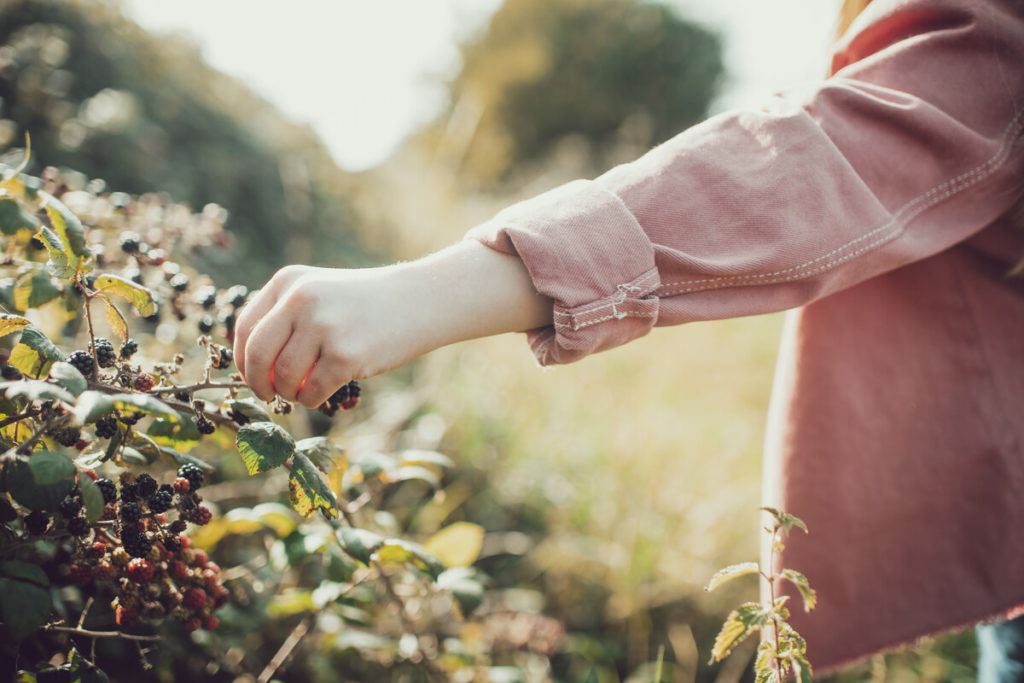 A hand picking a blackberry from a hedgerow on a summer's day