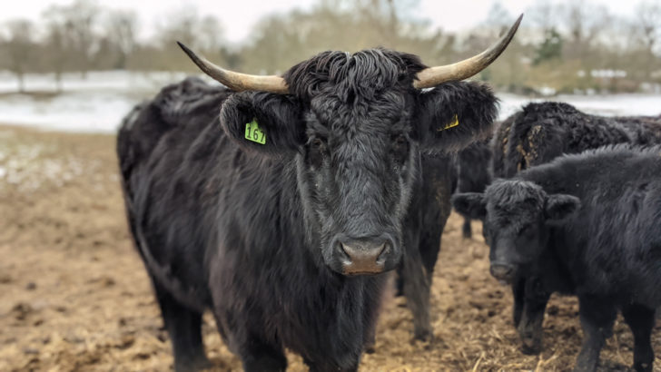 Cattle at the Somerleyton estate