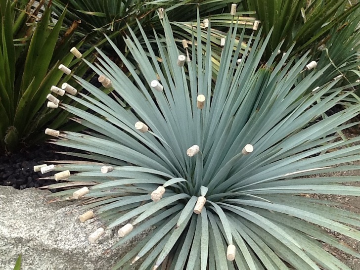 Large cactus with corks on its spikes