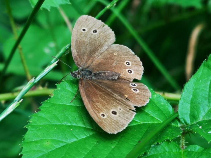 A ringlet butterfly resting on a green leaf